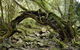 Mitchell River National Park - thumb 0