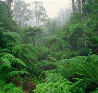 Tarra Bulga National Park - Accommodation Whitsundays