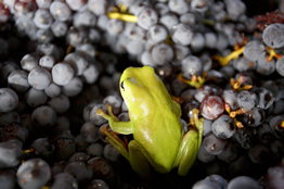 Normanby Wines - Accommodation Whitsundays 2