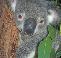 Hunter Valley Zoo - Accommodation Whitsundays