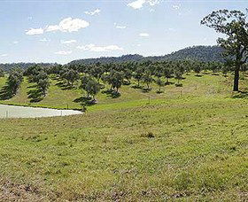 Bunna Bunoo Olive Grove - Accommodation Whitsundays 5