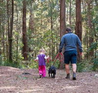 Olney State Forest - Watagan Mountains - Accommodation Whitsundays