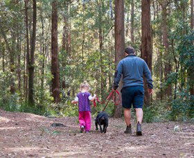 Olney State Forest - Watagan Mountains - Accommodation Whitsundays 0