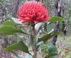 Olney State Forest - Watagan Mountains - Accommodation Whitsundays 1