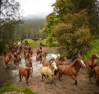 Glenworth Valley Horse Riding - Accommodation Whitsundays
