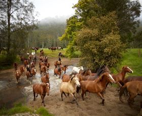 Glenworth Valley Horse Riding - Accommodation Whitsundays 0
