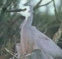 Jack Smith Lake State Game Reserve - Accommodation Whitsundays