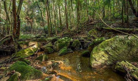 Palm Grove Nature Reserve - Accommodation Whitsundays 0