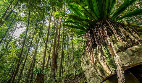 Palm Grove Nature Reserve - Accommodation Whitsundays 1