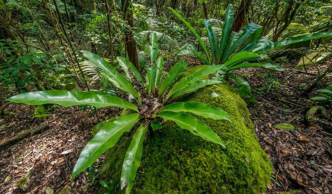 Palm Grove Nature Reserve - Accommodation Whitsundays 2