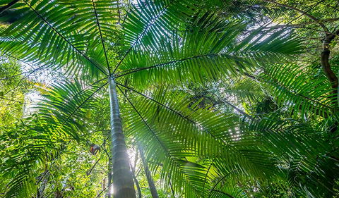 Palm Grove Nature Reserve - Accommodation Whitsundays 3