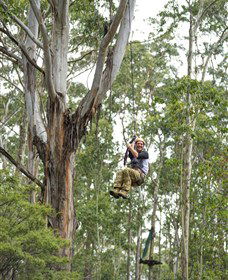 TreeTop Adventure Park Central Coast - Accommodation Whitsundays 2