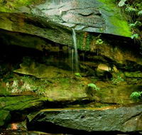 Strickland State Forest - Accommodation Whitsundays