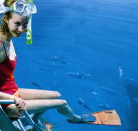 Roy Rufus Artificial Reef Dive Site - Accommodation Whitsundays