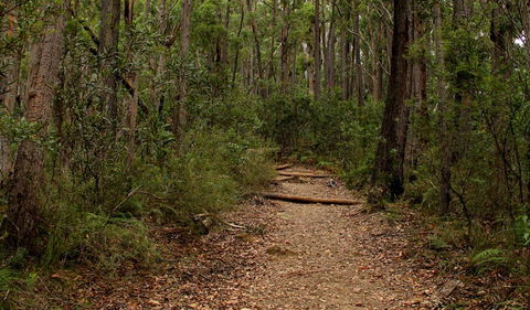 Pigeon House Mountain Didthul Walking Track - Accommodation Whitsundays 0
