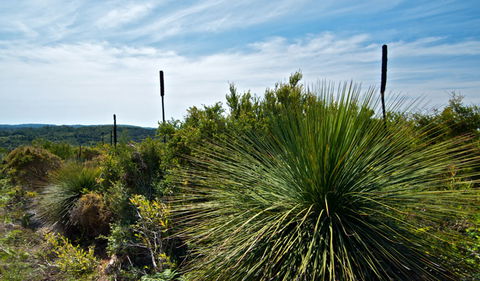 Munmorah State Conservation Area - Accommodation Whitsundays 1