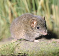 Munmorah State Conservation Area - Accommodation Whitsundays