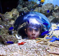 Sea Life Sunshine Coast - Accommodation Whitsundays
