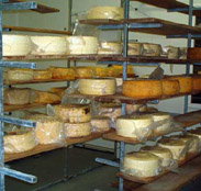 Harvey Cheese - Accommodation Whitsundays