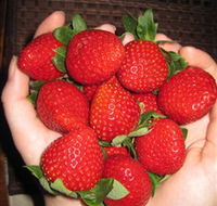 The Strawberry Farm - Accommodation Whitsundays