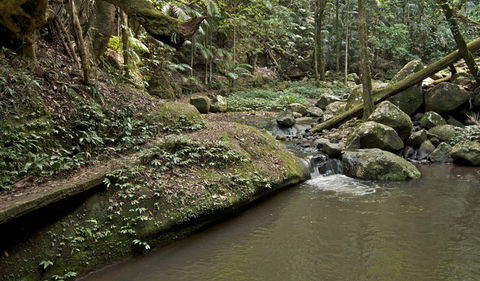 Booyong Walking Track - Accommodation Whitsundays 1