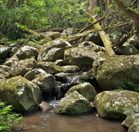 Booyong walking track - Accommodation Whitsundays