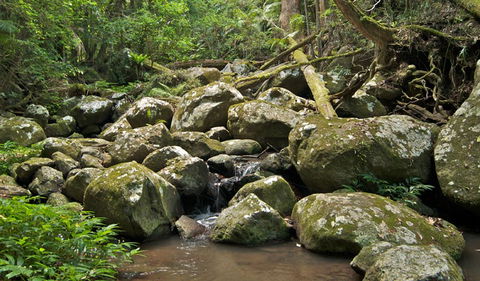 Booyong Walking Track - Accommodation Whitsundays 0
