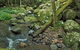 Booyong Walking Track - thumb 2