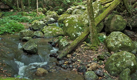 Booyong Walking Track - Accommodation Whitsundays 2