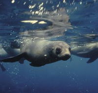 Wilsons Promontory Marine National Park - Accommodation Whitsundays