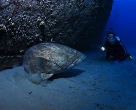 HMAS Brisbane Dive Site - Accommodation Whitsundays 3