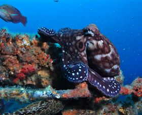 HMAS Brisbane Dive Site - Accommodation Whitsundays 2