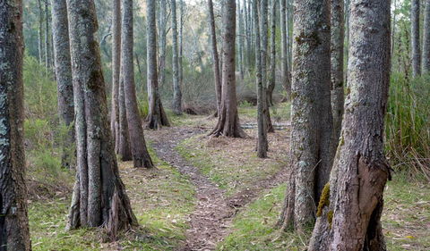 Anabranch Loop Track - Accommodation Whitsundays 1