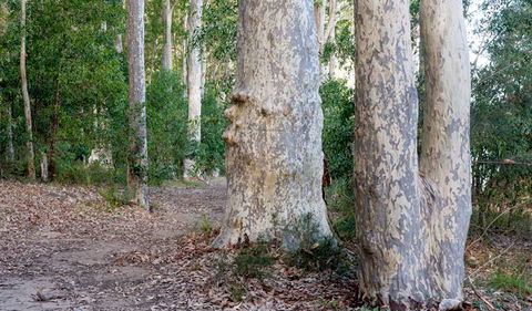 Delta Track - Accommodation Whitsundays 3