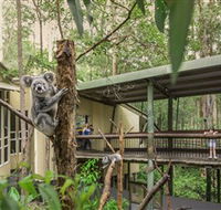 Daisy Hill Koala Centre - Accommodation Whitsundays