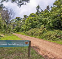 Antarctic Beech picnic area - Accommodation Whitsundays