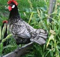 Merry Maidens Veggies - Accommodation Whitsundays