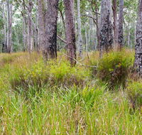 Narrawallee Inlet walking track - Accommodation Whitsundays