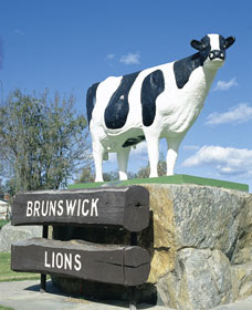 Brunswick Cow - Accommodation Whitsundays 0