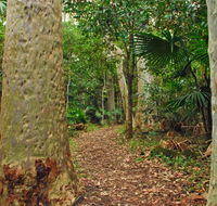 Depot Beach Rainforest walk - Accommodation Whitsundays