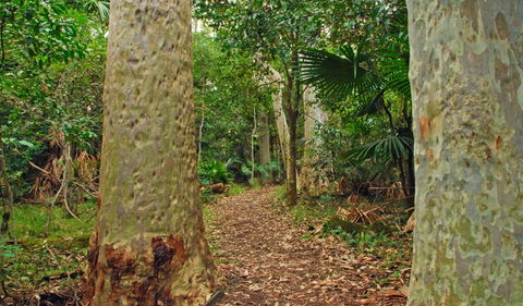 Depot Beach Rainforest Walk - Accommodation Whitsundays 0