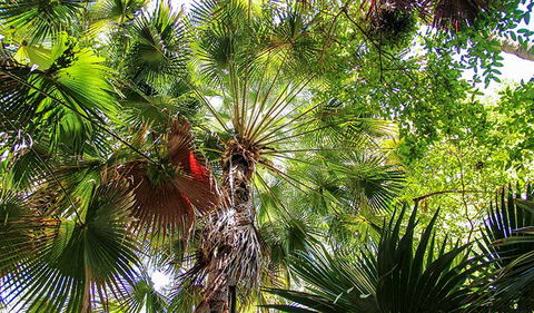 Depot Beach Rainforest Walk - Accommodation Whitsundays 2