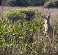 Murramarang Aboriginal Area walking track - Accommodation Whitsundays
