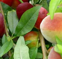 Fruit Salad Tree Company - Accommodation Whitsundays