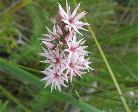 Booderee National Park: Green Patch And Telegraph Creek Walking Tracks - Accommodation Whitsundays 5