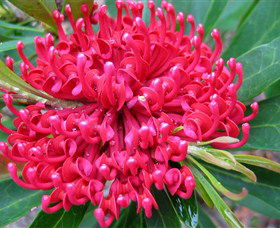 Booderee National Park: Green Patch And Telegraph Creek Walking Tracks - Accommodation Whitsundays 3