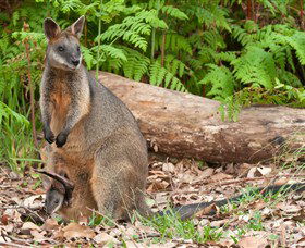 Booderee National Park: Green Patch And Telegraph Creek Walking Tracks - Accommodation Whitsundays 7