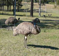Glen Ian Ostrich and Emu Farm - Accommodation Whitsundays