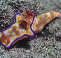 Curtain Artificial Reef Dive Site - Accommodation Whitsundays