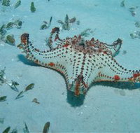 The Pines Dive Site - Accommodation Whitsundays